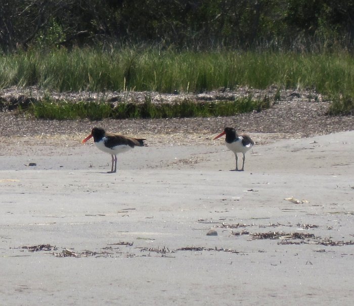 American Oyster Catchers